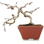 Crataegus cuneata, 11 cm, ± 5 ans, dans un pot japonais fait main