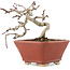 Crataegus cuneata, 11 cm, ± 5 ans, dans un pot japonais fait main