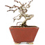 Crataegus cuneata, 11 cm, ± 5 ans, dans un pot japonais fait main