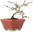 Crataegus cuneata, 11 cm, ± 5 ans, dans un pot japonais fait main