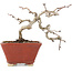 Crataegus cuneata, 11 cm, ± 5 ans, dans un pot japonais fait main