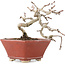 Crataegus cuneata, 11 cm, ± 5 ans, dans un pot japonais fait main
