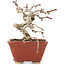 Crataegus cuneata, 11 cm, ± 5 ans, dans un pot japonais fait main