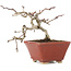 Crataegus cuneata, 11 cm, ± 5 ans, dans un pot japonais fait main