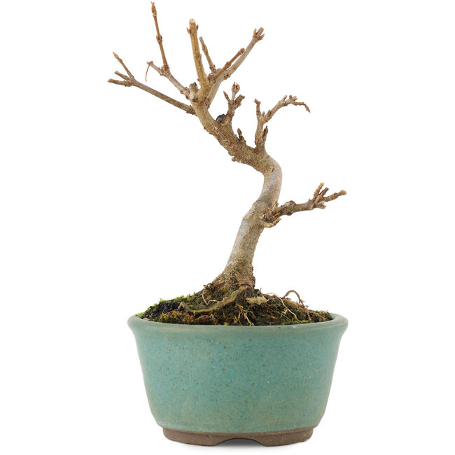 Acer buergerianum, 11 cm, ± 5 anni