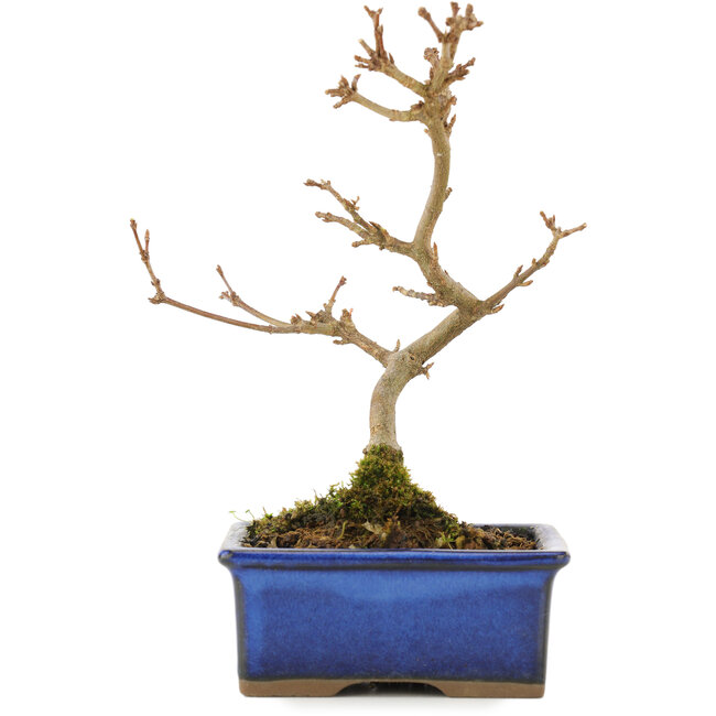 Acer buergerianum, 15,5 cm, ± 5 anni