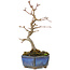 Acer buergerianum, 15 cm, ± 5 years old