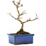 Acer buergerianum, 15,5 cm, ± 5 years old