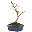 Acer buergerianum, 17 cm, ± 5 years old
