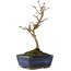 Acer buergerianum, 17 cm, ± 5 years old