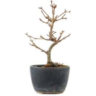 Acer buergerianum, 13,5 cm, ± 5 Jahre alt