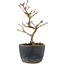 Acer buergerianum, 13,5 cm, ± 5 jaar oud