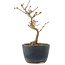 Acer buergerianum, 13,5 cm, ± 5 jaar oud