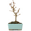 Acer buergerianum, 15,5 cm, ± 5 years old