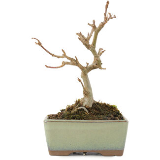 Acer buergerianum, 14 cm, ± 5 años