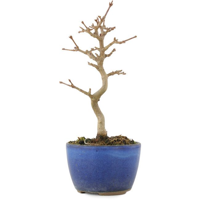 Acer buergerianum, 15,5 cm, ± 5 jaar oud