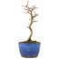 Acer buergerianum, 15,5 cm, ± 5 years old