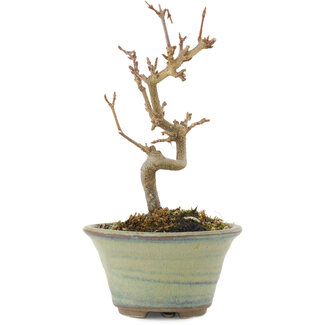 Acer buergerianum, 12,5 cm, ± 5 years old