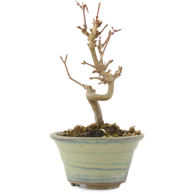 Acer buergerianum, 12,5 cm, ± 5 years old