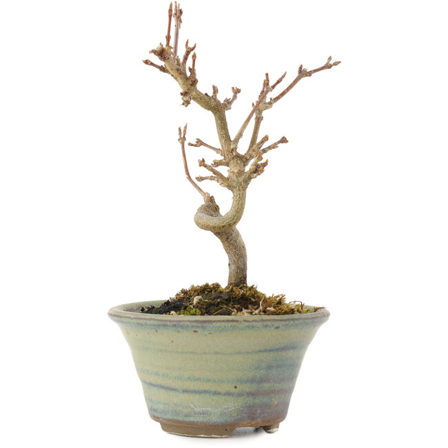 Acer buergerianum, 12,5 cm, ± 5 años