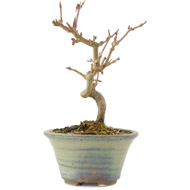 Acer buergerianum, 12,5 cm, ± 5 años