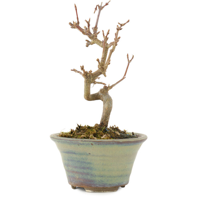 Acer buergerianum, 12,5 cm, ± 5 years old