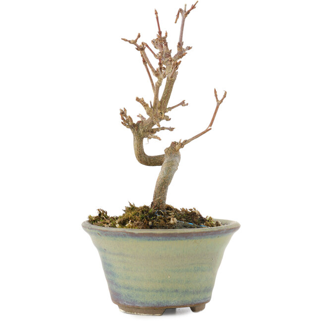 Acer buergerianum, 12,5 cm, ± 5 jaar oud