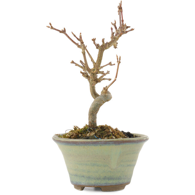 Acer buergerianum, 12,5 cm, ± 5 years old