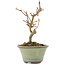 Acer buergerianum, 12,5 cm, ± 5 anni
