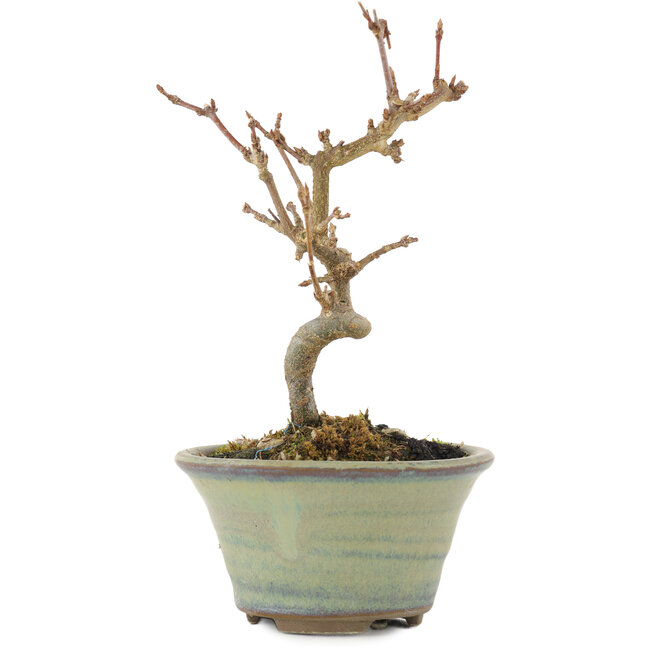 Acer buergerianum, 12,5 cm, ± 5 años