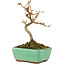 Acer buergerianum, 13,5 cm, ± 5 years old