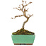Acer buergerianum, 13,5 cm, ± 5 years old