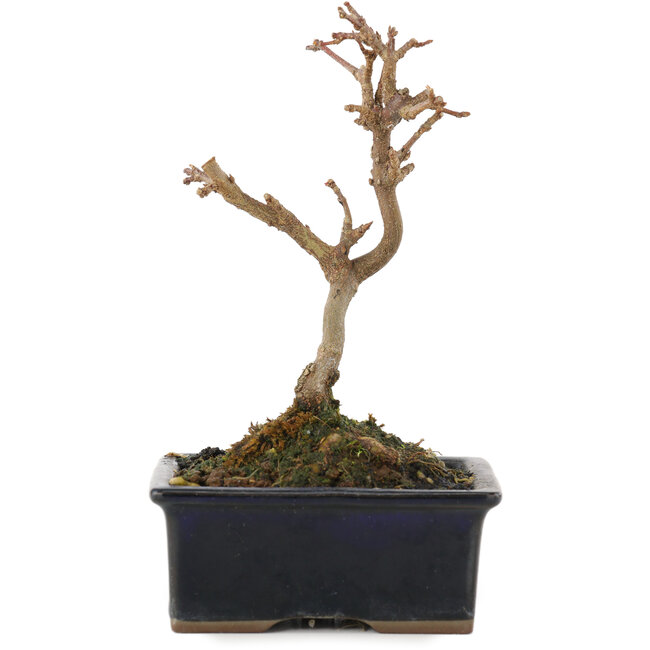 Acer buergerianum, 13 cm, ± 5 años