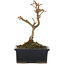 Acer buergerianum, 13 cm, ± 5 years old