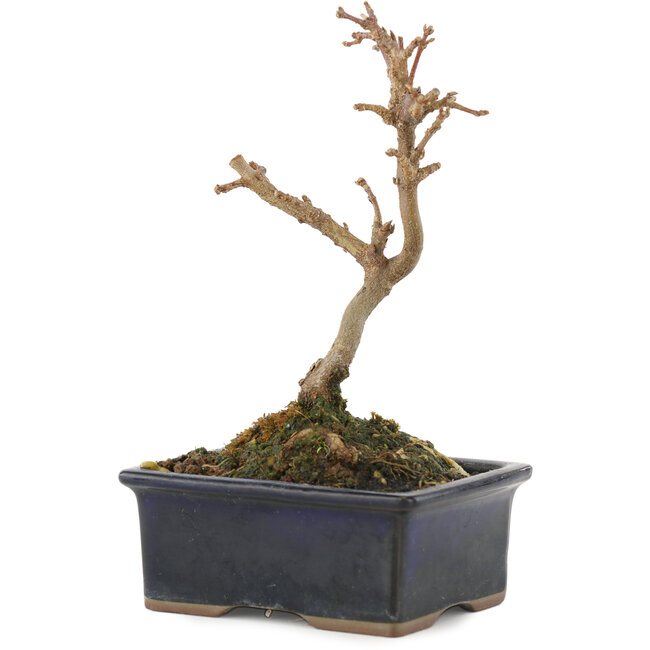 Acer buergerianum, 13 cm, ± 5 años