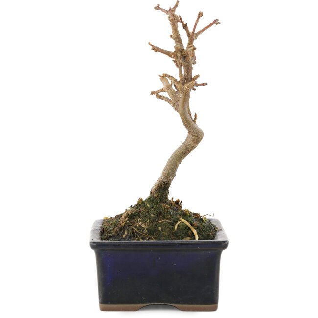 Acer buergerianum, 13 cm, ± 5 anni