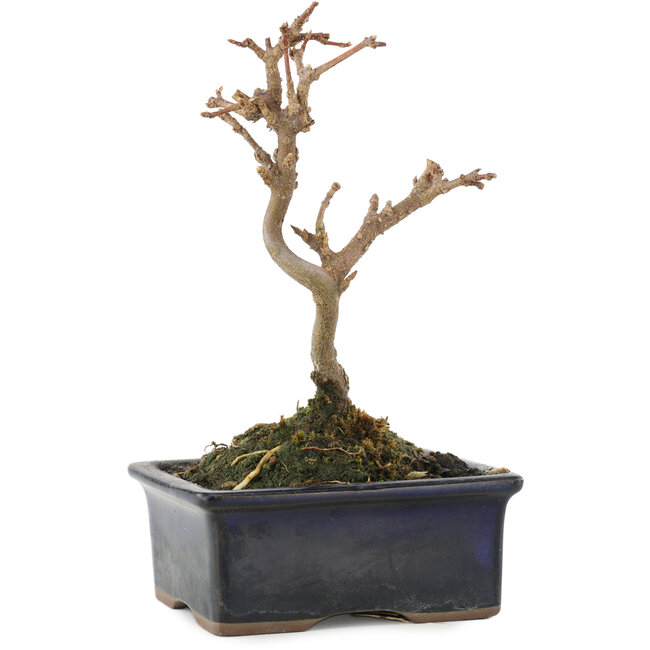 Acer buergerianum, 13 cm, ± 5 jaar oud