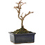 Acer buergerianum, 13 cm, ± 5 ans