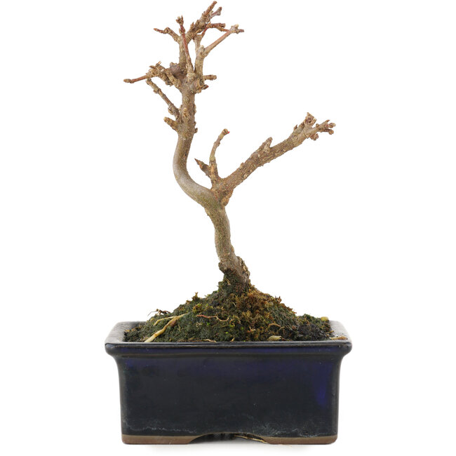 Acer buergerianum, 13 cm, ± 5 anni