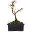Acer buergerianum, 13 cm, ± 5 ans