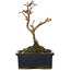 Acer buergerianum, 13 cm, ± 5 years old