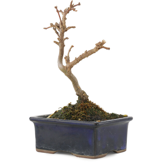 Acer buergerianum, 13 cm, ± 5 jaar oud