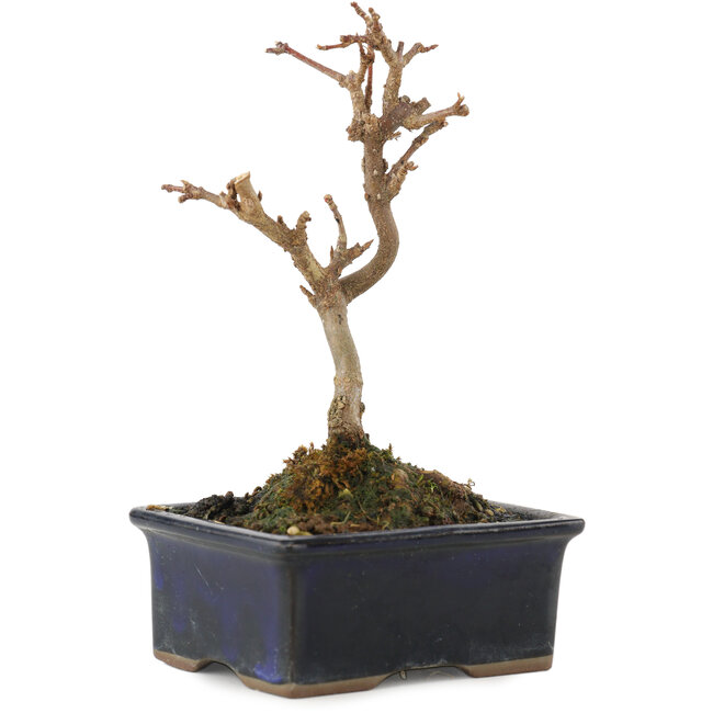 Acer buergerianum, 13 cm, ± 5 anni