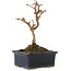 Acer buergerianum, 13 cm, ± 5 years old