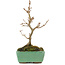 Acer buergerianum, 16,5 cm, ± 5 years old