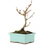 Acer buergerianum, 14,5 cm, ± 5 years old