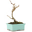 Acer buergerianum, 14,5 cm, ± 5 years old