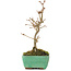 Acer buergerianum, 16,5 cm, ± 5 years old