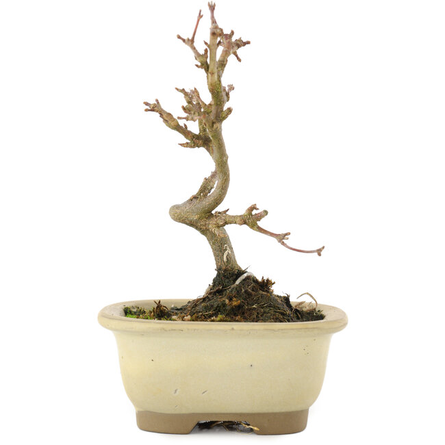 Acer buergerianum, 12,5 cm, ± 5 anni