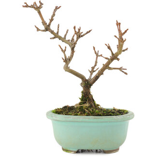 Acer buergerianum, 11,5 cm, ± 5 anni